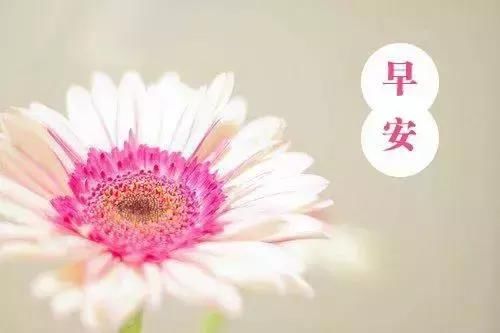 最漂亮早安问候图片鲜花带字 简短精辟的说说