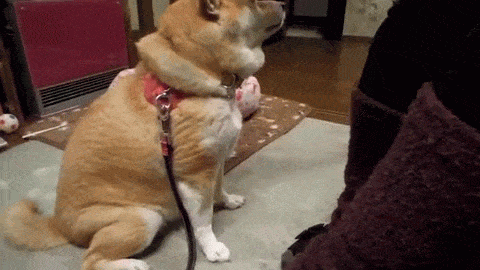 塔夫茨大学的动物医学教授nicholas dodman表示,摸猫咪和狗狗的头