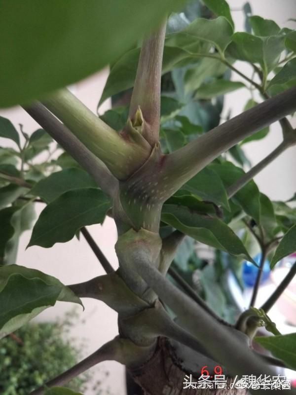 幸福树枝干发黑,枝条变软,萎蔫下垂,原因分析与