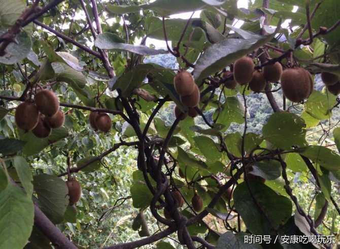 吃过冒着生命危险采摘的大巴山野生猕猴桃吗?