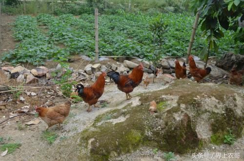 良丰农业:养猪和养鸡哪个利润高?