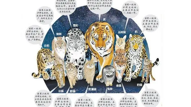 “全家福”来了！中国野生猫科动物专项调查最新结果公布