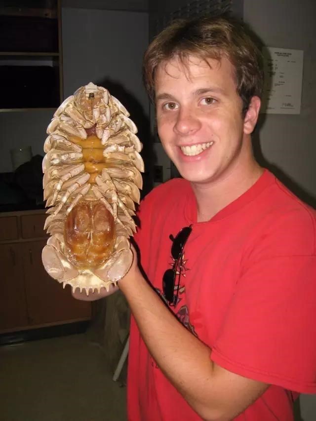 涨知识 | 深海之下,竟有这么奇诡的生物! 涨知识 | 深海之下,竟有这么奇诡的生物!