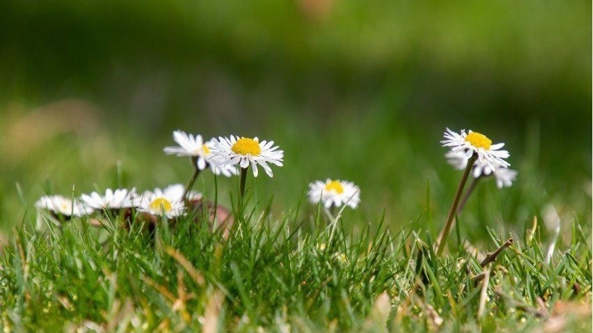 气温低迷光照不足 北京柏树和杨柳科花粉高峰期比去年推后 气温低迷光照不足 北京柏树和杨柳科花粉高峰期比去年推后
