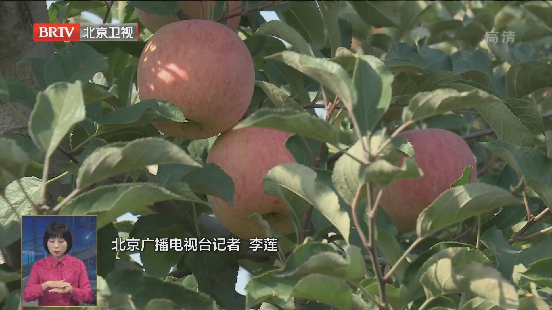 北京金秋苹果产量7500万公斤 600个果园待采摘