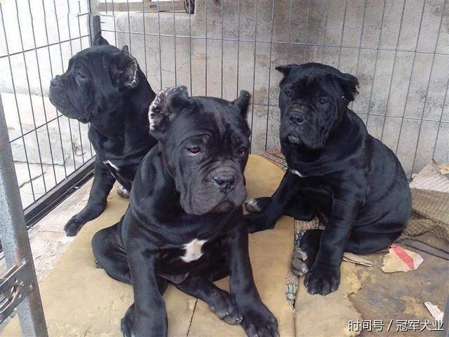 卡斯罗犬吃什么食物长得快又健康