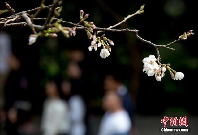 3月18日，武汉大学樱花大道上的樱花初绽，吸引不少游人前来赏花。中新社记者 张畅 摄