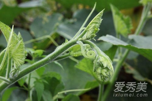 南瓜藤绒毛怎么去除?南瓜藤绒毛去除方法 南瓜藤绒毛怎么去除?南瓜藤绒毛去除方法