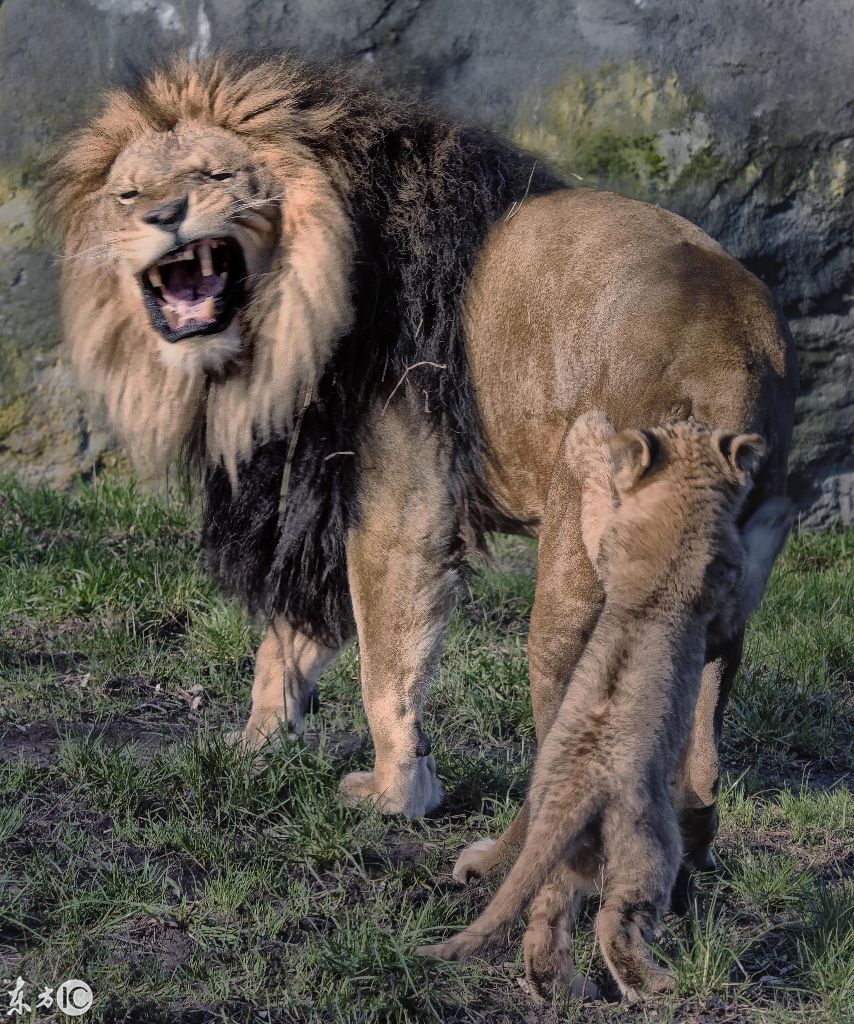 老虎被骑在头上,猴子被揪尾巴,狮子被咬,猛兽被