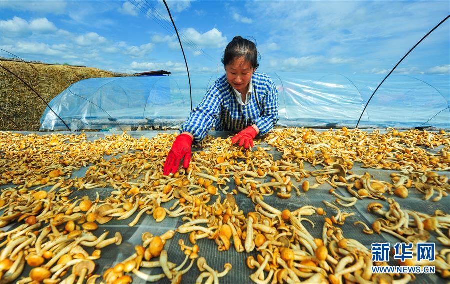 阿里河镇昆仑山村村民吕小艳在晾晒滑子菇(6月29日摄)。
  内蒙古自治区的“三少民族”自治旗是指呼伦贝尔市的鄂伦春自治旗、鄂温克族自治旗和莫力达瓦达斡尔族自治旗。鄂伦春自治旗成立于1951年,是我国最早成立的少数民族自治旗,总人口28万人,其中鄂伦春族2754人;鄂温克族自治旗成立于1958年,总人口14.4万人,其中鄂温克族11193人;莫力达瓦达斡尔族自治旗成立于1958年,总人口33万人,其中达斡尔族30497人。近年来,三个少数民族自治旗发掘自身优势,不断优化经济结构,转变发展方式,各项事业不断发展。
  2016年,鄂伦春自治旗实现地区生产总值69.6亿元,城乡居民生活水平持续提高,城乡常住居民人均可支配收入分别达到22075元和8069元;鄂温克族自治旗实现地区生产总值完成115.69亿元,城乡常住居民人均可支配收入分别完成26964元和18969元;莫力达瓦达斡尔族自治旗实现地区生产总值预计完成110亿元,城乡常住居民人均可支配收入分别完成20420元和8718元。同时,这三个自治旗充分保护自身优良的生态环境和独具特色的民族文化,大力发展旅游业,将绿水青山与特色民俗相结合,旅游产业日益活跃繁荣。今日的“三少民族”自治旗,民族区域自治制度更加完善,民族团结更加巩固,群众生活更加幸福。
  新华社记者 连振 摄