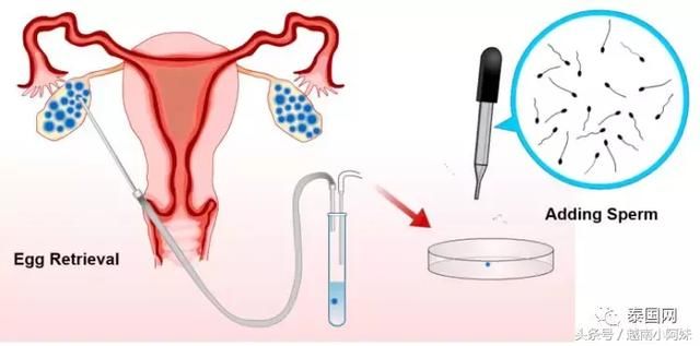 中国人在泰国工作,表示福利很好,不打算回国了