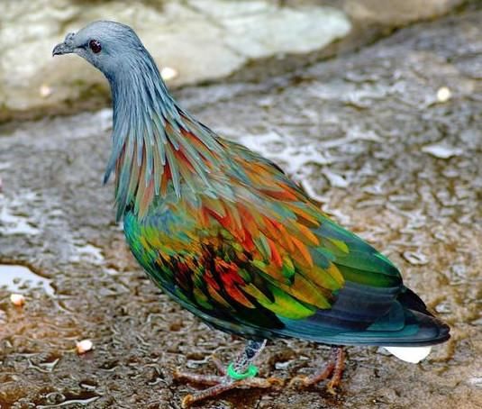 看头型,应该含剧毒.名叫富豪ringneck蛇.