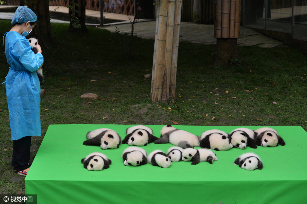 2016年09月29日，四川省成都市，熊猫基地，23只在2016年新出生熊猫宝宝集体亮相，引来游客的围观，据悉，2016年到目前为止，全球共出生27只大熊猫出生，除了有4只在国外出生外，剩余23只均参加了这次集体“活动”。活动现场，工作人员小心翼翼的将熊猫宝宝们，按照从大到小的顺序，排成了三排，让媒体和游客拍照，大多数熊猫宝宝都安静的趴着睡觉，而有两只“熊孩子”，趁着工作人员不注意“悄悄出逃”，顽皮的爬着爬着摔下了床，工作人员赶紧将他们抱了回去。