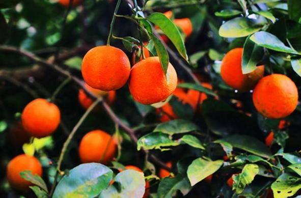 这种红色柠檬您见过吗?亩产量高达8000斤,种