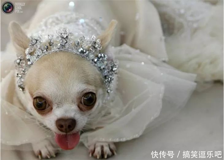 笑话段子搞笑图片:流氓不可怕,就怕流氓有文化