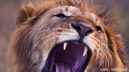 七大野生动物单挑实力排行榜:狮子老虎排不进