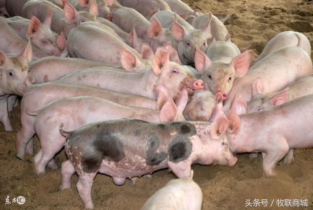 女贞子养猪,中草药养猪配方,中药饲料添加剂女