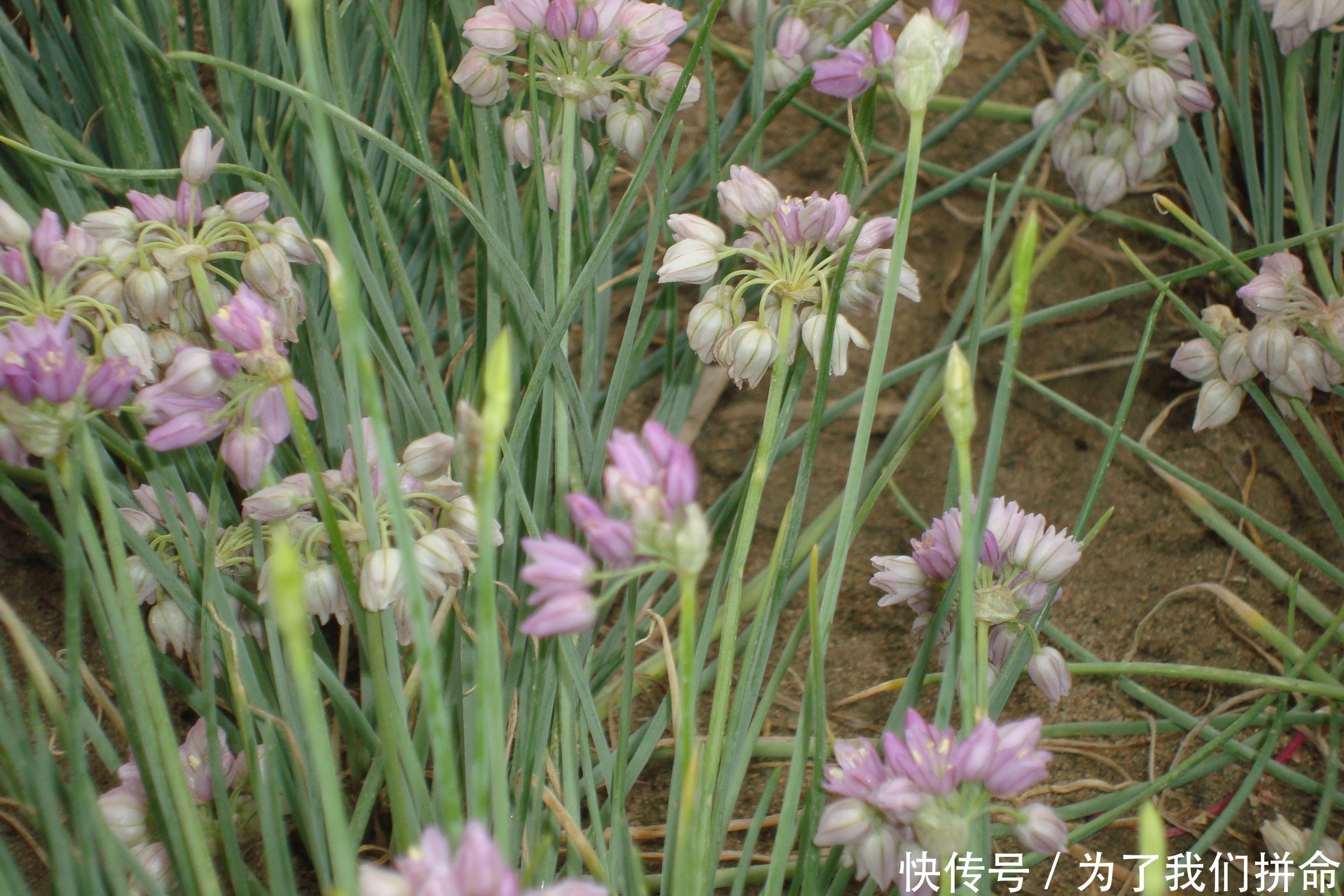 农村地头才看得见的野菜,降血压,治头痛,泡的茶还可以延年益寿