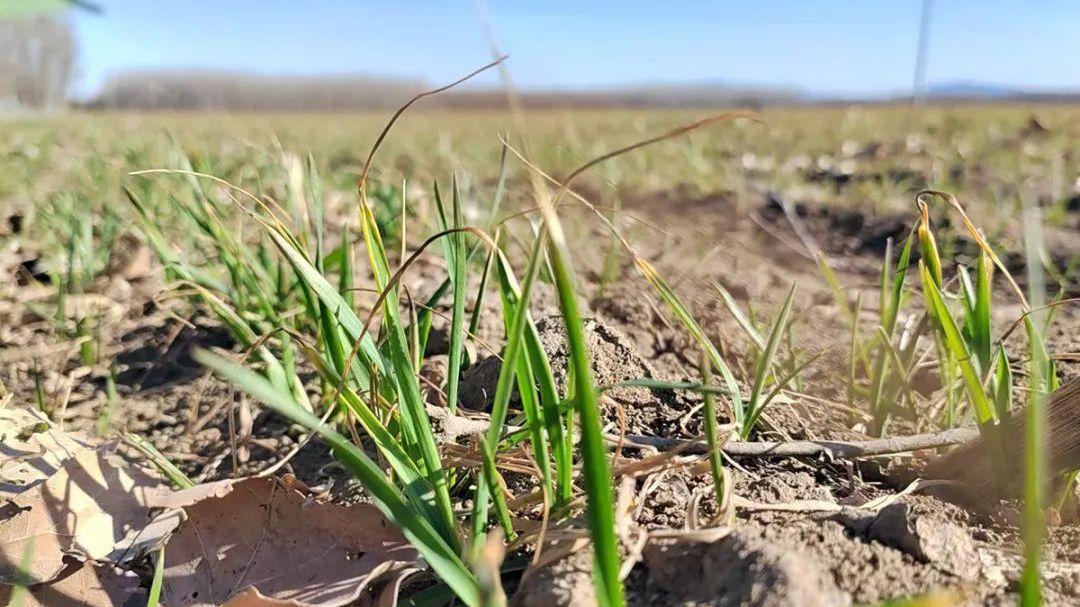 冬小麦返青!“顺义经验”始于春 冬小麦返青!“顺义经验”始于春
