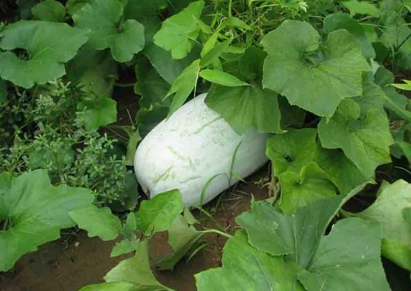 婴幼儿辅食之冬瓜:吃点冬瓜,补充组氨酸,让宝宝