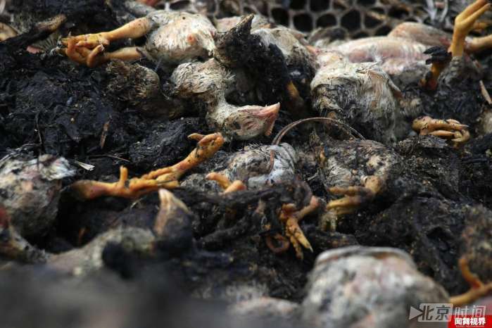 5万雏鸡10分钟被烧焦 损失数十万