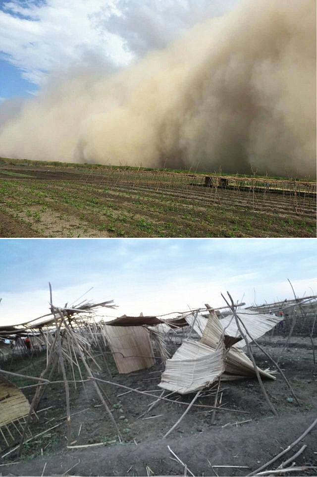 沙尘暴席卷农场.(王德杰提供) 2016年初,王德杰开始试种蔬菜.