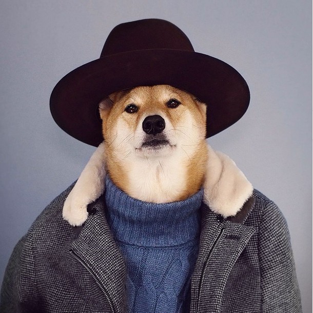 全世界最会穿衣的"潮狗",让众多男士看了都自叹不如.