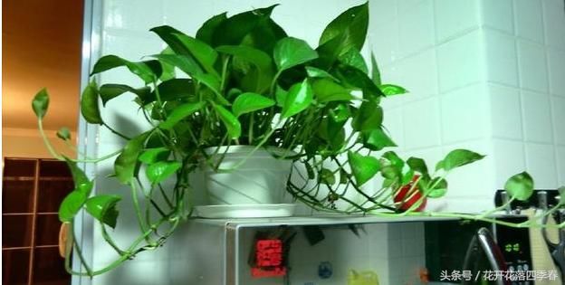 绿萝原来有毒,小孩一定不要碰,不要养太多!记