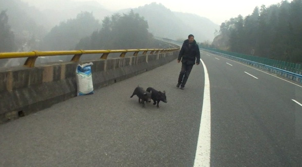 湖北高速公路上小猪撒欢跑 民警紧急围堵