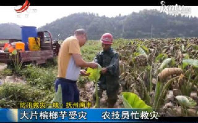 防汛救灾一线·抚州南丰：大片槟榔芋受灾 农技员忙救灾