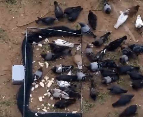 男子野外自制捕鸽子神器, 一天可捕上千只, 收获