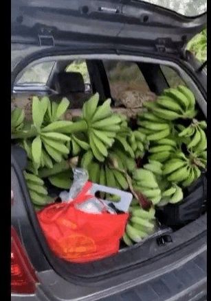 东北男跑的去海南偷香蕉被打, 偷香蕉者: 没我们