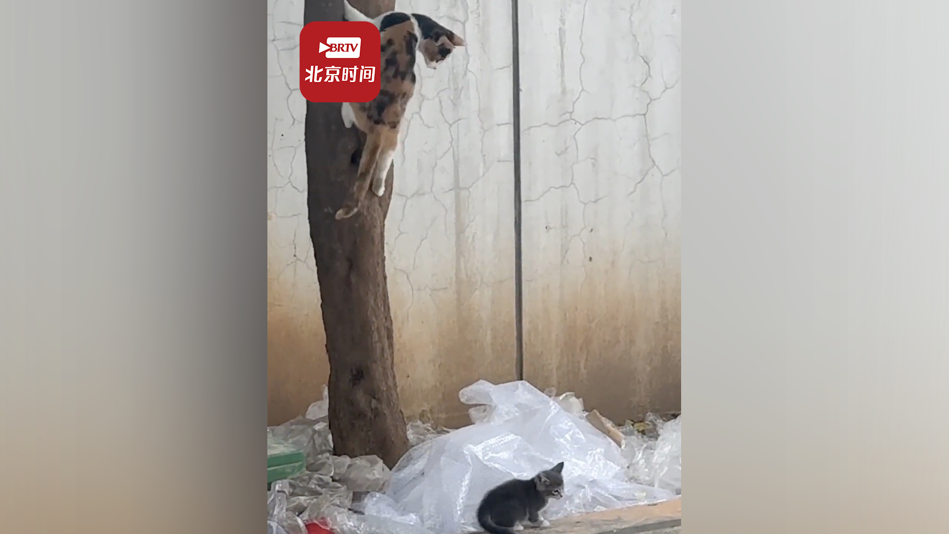 猫妈妈不厌其烦教小猫爬树 拍摄者:小猫心不在焉像我小时候_北京时间