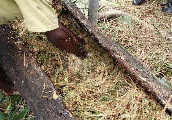 非洲人用香蕉酿酒 全程用脚踩发酵