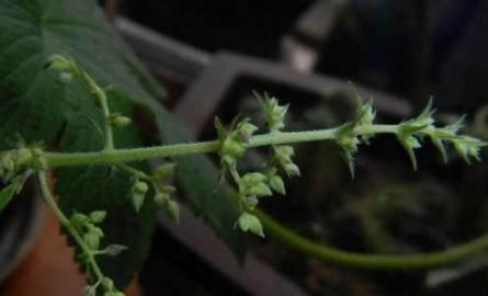 农村耕地上的害草,晒干后能卖3元1斤,聪明农