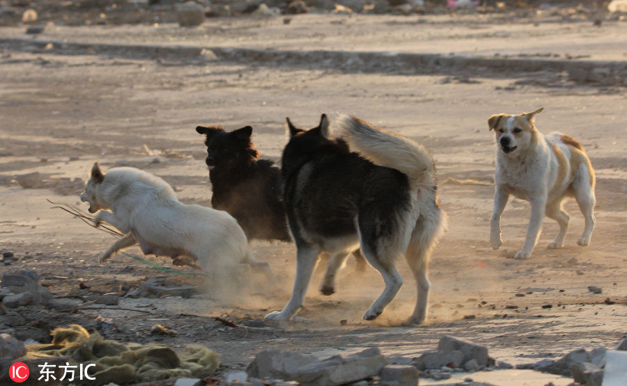 二哈战斗力爆表1怼4完胜!犯规全都靠表情