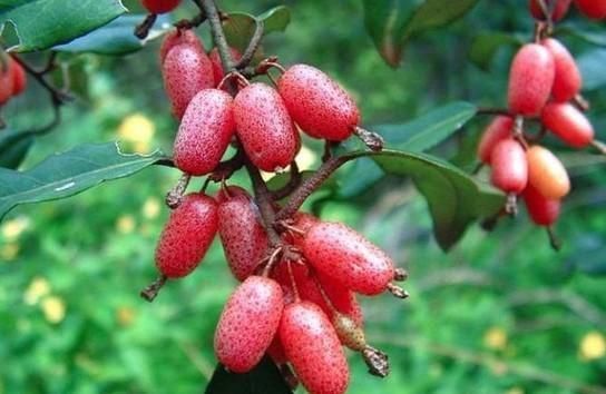 6种不常见的水果,全吃过算你厉害