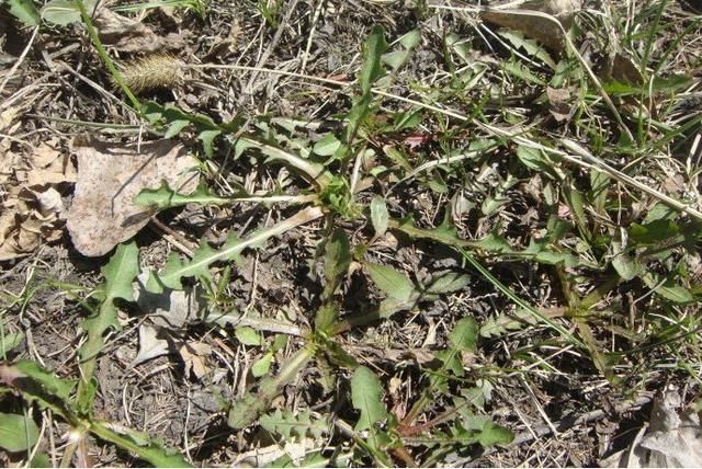 农村有很多美味的野菜,了解的人没多少,最后一