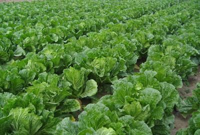 2018年农村农业保险每亩要交多少钱?能补贴多