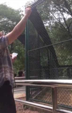 游客拿石头砸老虎为了让它动,一旁女子帮腔:拿