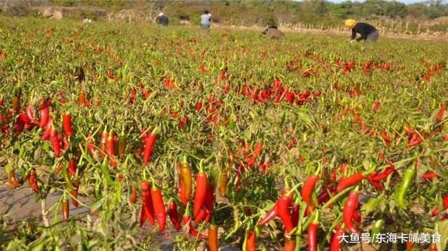 湖南人和四川人为什么那么喜欢吃辣,说出来你