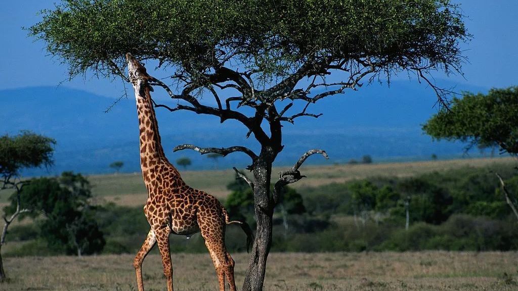 一棵树要如何长到30层楼高? 一棵树要如何长到30层楼高?