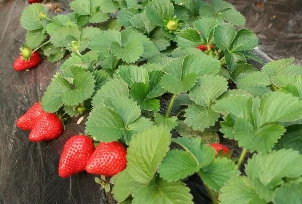 又甜又划算!吐血整理重庆10大摘草莓圣地!约吗