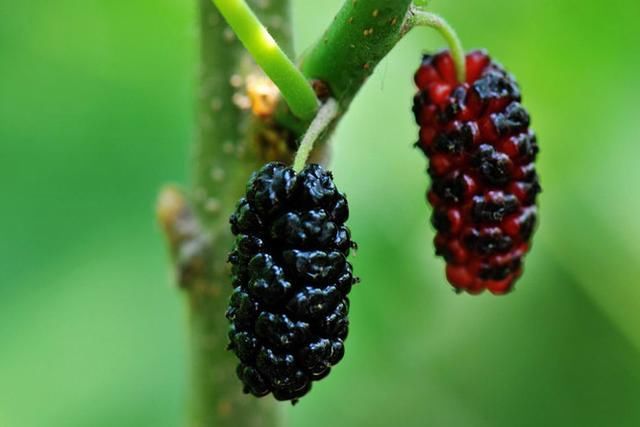 肾不好的人,要多吃1种食物,5天老婆对你刮目相