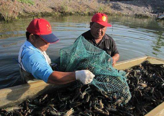 国产捕虾神器牛掰!往水里一放,龙虾自动排队