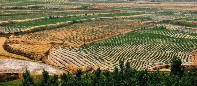 人民日报头条:山东安丘80后大学生,放弃北京2