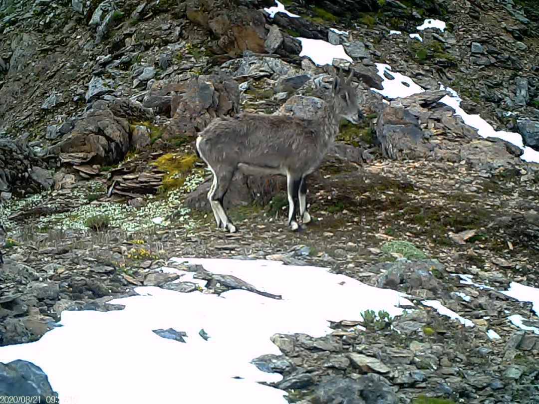 云南首次监测到猞猁活动影像