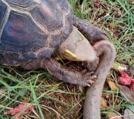 农村男子发现鳄龟大战毒蛇,结果双双都悲剧了