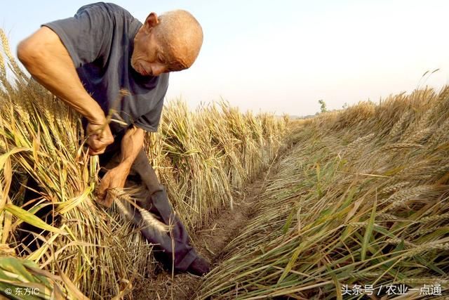 农民兄弟:今年连续几的降雨,小麦倒伏出芽,农民