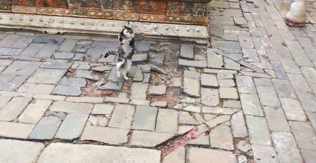 故宫最辛劳的执勤员工:大内御犬和皇家御猫!